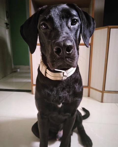 Mugshot of the Goodest-Boy-in-the-World.